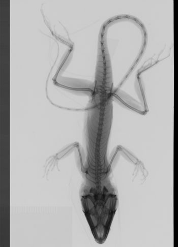 Media type: image;   Herpetology R-189314